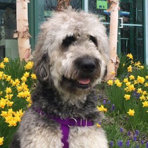 Meet your Posher, Oliver